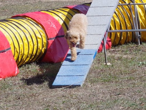 Concours d'agility, Fontaines 11 septembre 2022