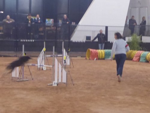 Concours d'agility, Le Creusot, 24 novembre 2019