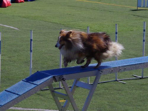 Concours d'agility, Le Creusot  1 avril 2023