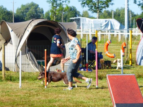 Concours d'agility, Montret, 29 juillet 2018