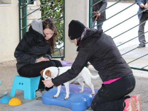 Stage de Fitness canin, 27 janvier 2019