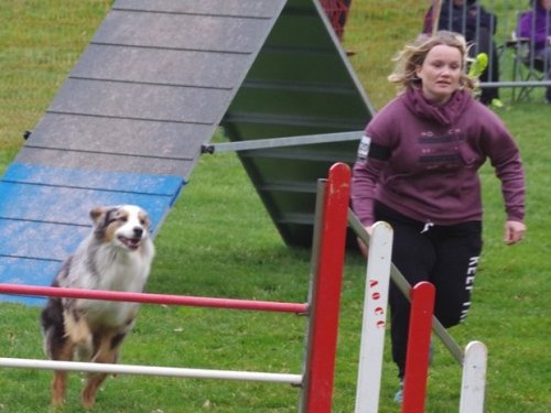 Concours d'agility, Le Creusot, 19 mars 2017