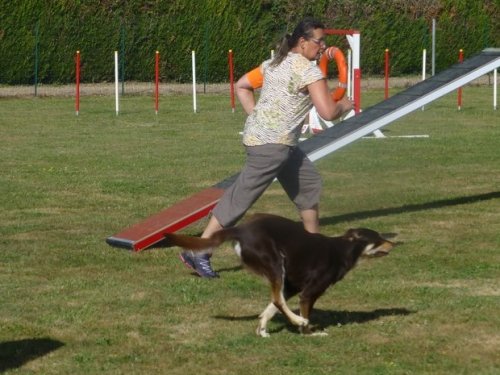 Concours d'agility, Montbard, 25 juin 2017