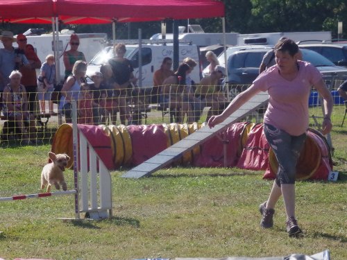 Concours d'agility, Fontaines, 9 et 10 septembre 2023