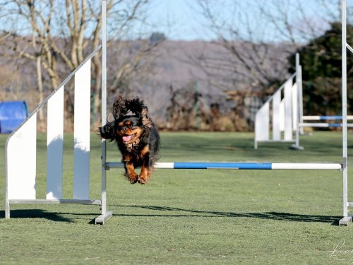 Pré-Agility au Creusot ,9 février 2025