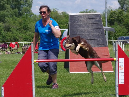 Concours d'agility, Magny sur Tille, 26 mai 2019