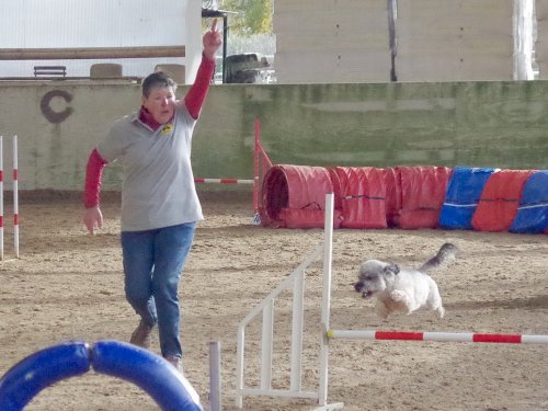 Concours d'agility, Dijon 10 décembre 2023