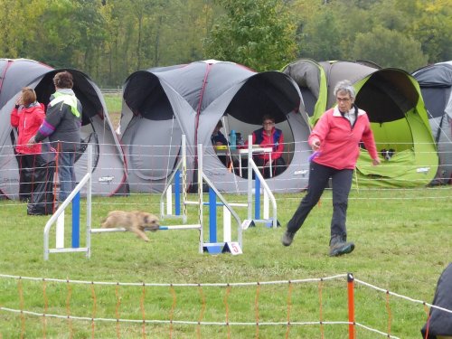 Concours d'agility, Sainte Marie la Blanche, 20 octobre 2019