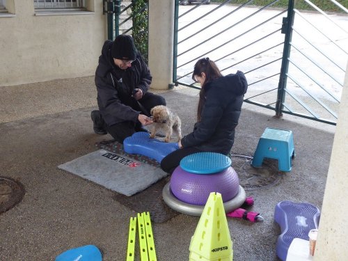 Stage de Fitness canin, 27 janvier 2019