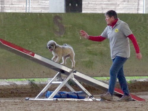 Concours d'agility, Dijon 10 décembre 2023