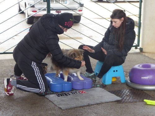 Stage de Fitness canin, 27 janvier 2019