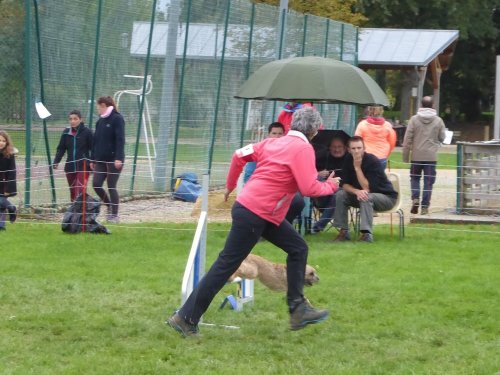 Concours d'agility, Sainte Marie la Blanche, 20 octobre 2019