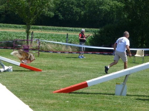 Concours d'agility, Sainte Marie la Blanche, 23 juillet 2017