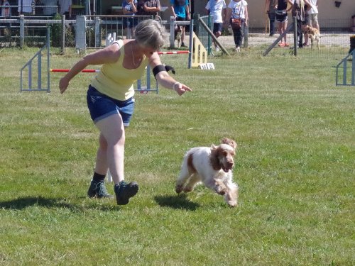 Concours d'agility, Montret, 25 juin 2023