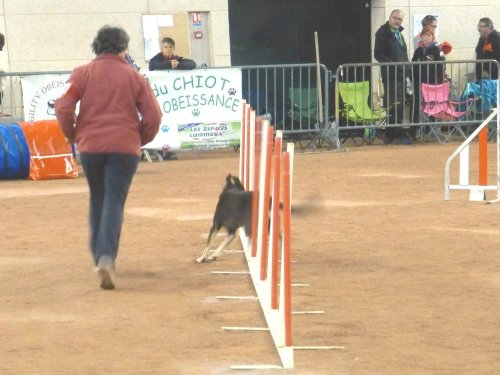 Concours d'agility en salle à la Nef au Creusot le 12 novembre 2017