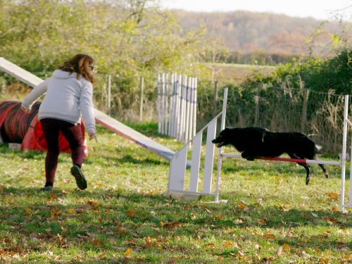 Stage d'agility, 26 novembre 2023