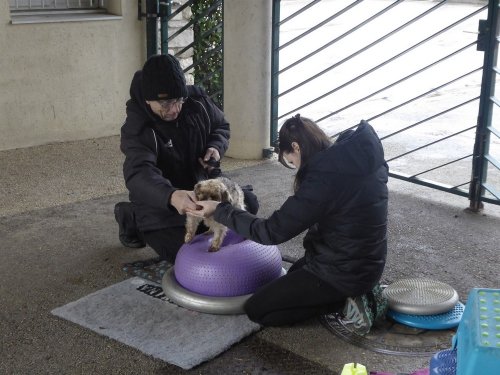 Stage de Fitness canin, 27 janvier 2019
