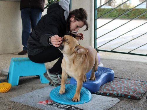 Stage de Fitness canin, 27 janvier 2019