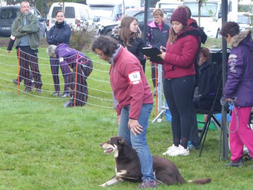 Concours d'agility, Sainte Marie la Blanche, 20 octobre 2019