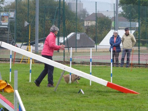 Concours d'agility, Sainte Marie la Blanche, 20 octobre 2019