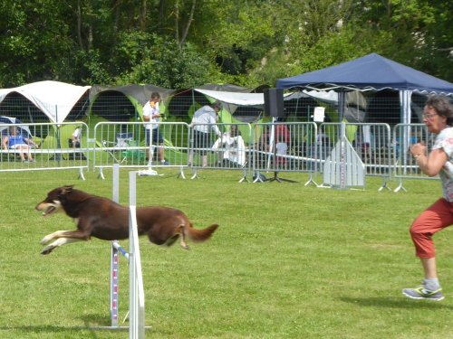 Concours d'agility, Montbard, 24 juin 2018