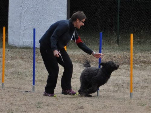 Concours d'agility, Nuits Saint Georges, 26 juillet 2015
