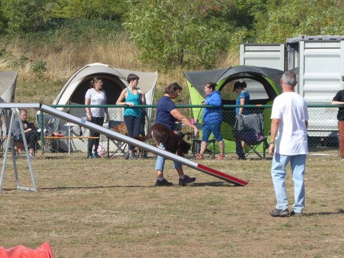 Concours d'agility, Dijon, 22 septembre 2019