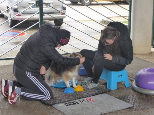 Stage de Fitness canin, 27 janvier 2019