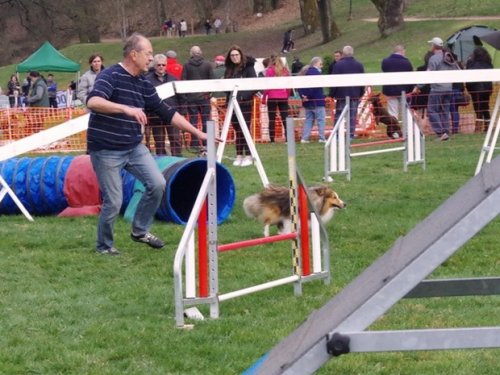 Concours d'agility, Le Creusot, 19 mars 2017