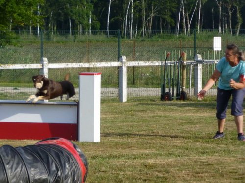 Concours d'agility, Montret, 30 juillet 2017