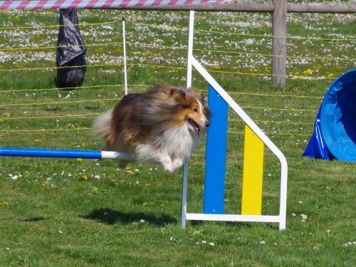 Concours d'agility, Barges, 9 avril 2023