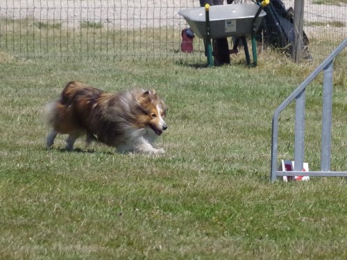 Concours d'agility, Montret, 25 juin 2023