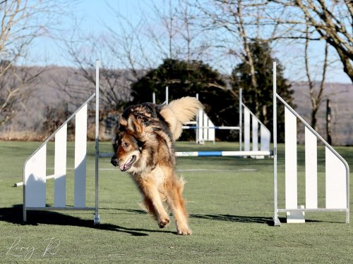 Pré-Agility au Creusot ,9 février 2025