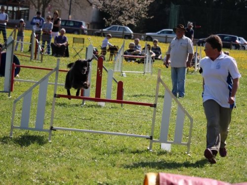 Premier concours d'agility de Fontaines, le 12 avril 2015