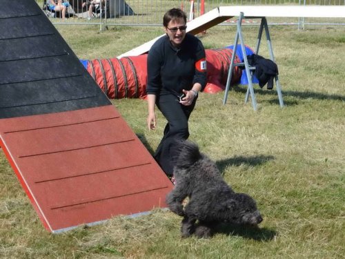 Concours d'agility, Le Creusot, 24 mai 2015