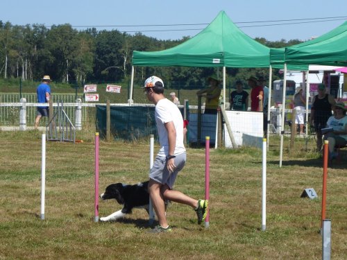 Concours d'agility, Montret, 29 juillet 2018