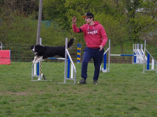 Concours d'agility, Gergy, 14 avril 2019