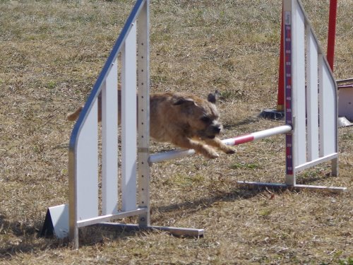 Concours d'agility de Fontaines, le 15 septembre 2019