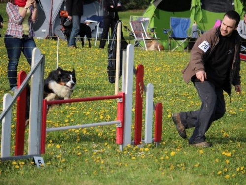 Premier concours d'agility de Fontaines, le 12 avril 2015