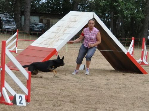 Concours d'agility, Nuits Saint Georges, 26 juillet 2015