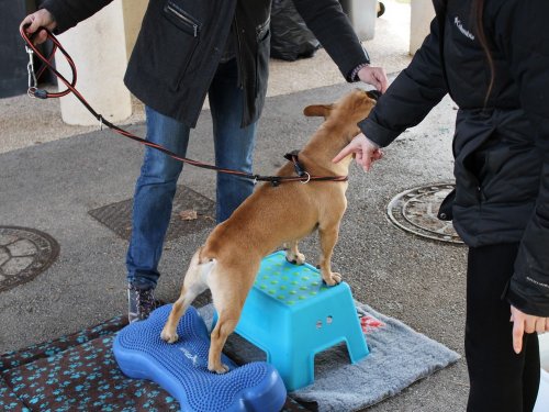 Stage de Fitness canin, 27 janvier 2019