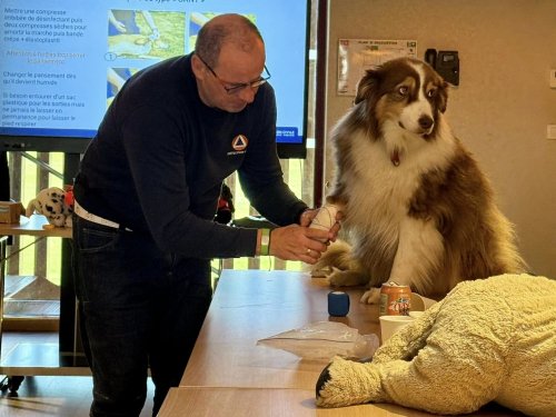 Formation secours canin 1er trimestre 2025