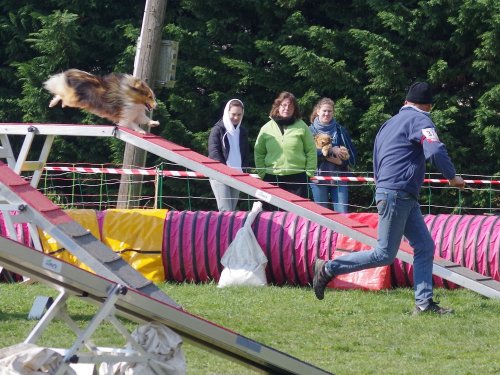 Concours d'agility, Gergy, 14 avril 2019