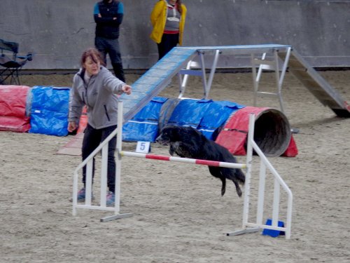 Concours d'agility, Dijon 8 décembre 2024