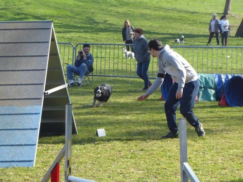 Concours d'agility, Le Creusot, 24 mars 2019