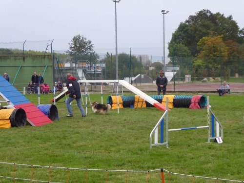 Concours d'agility, Sainte Marie la Blanche, 20 octobre 2019