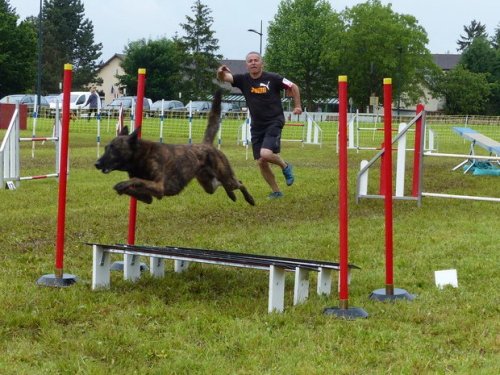 Concours d'agility de Fontaines, le 29 mai 2016