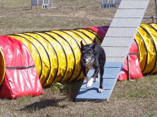 Concours d'agility, Fontaines 11 septembre 2022