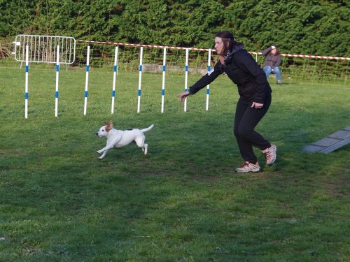 Concours d'agility, Gergy, 14 avril 2019