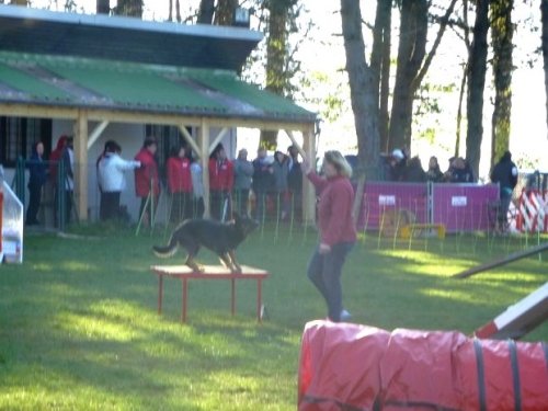 Concours d'agility, Daix, 19 avril 2015